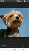 /album/yorkshire-terrier-34/c47fd315b2d1bdf2ecd7aa7fe9f879088e23b9dcde4de8e85efba4437c2e107a-jpg/