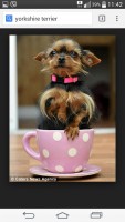 /album/yorkshire-terrier-34/b32593cd682a57220615f7d83222e78f34cd7cd2b2e59265ac68e4eec5b8be84-jpg/