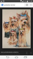 /album/yorkshire-terrier-34/f9f55e4a577f4ddab00b6fb7db5280e1b3ddb65c0616a0e75e24b01f4880737a-jpg/