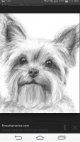 /album/yorkshire-terrier-34/a28040a0a55d689cdf8f009e50dbf2c98c87b4296d01b89c4c0953526478f3153-jpg/